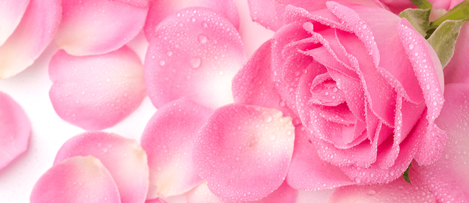rose-petals