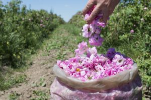 Harvesting rose petals used in Holos cosmetics